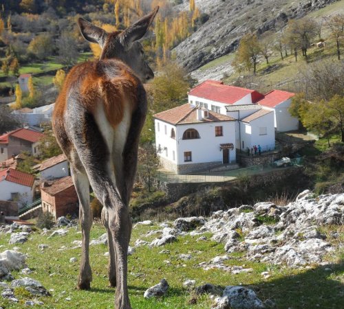 Foto de la Casa Rural El Perchel desde la montaña desde detrás de un pequeño ciervo